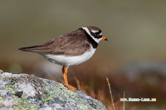 Sandregenpfeifer - Copyright Stefan Pfützke