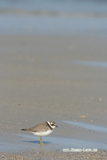 Sandregenpfeifer - Copyright Stefan Pfützke