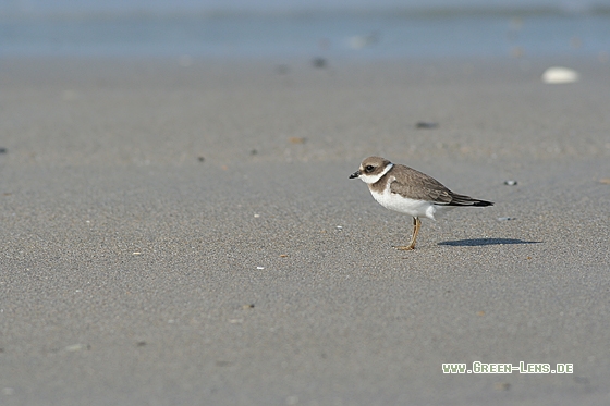 Sandregenpfeifer - Copyright Stefan Pfützke