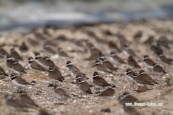 Sandregenpfeifer - Copyright Stefan Pfützke