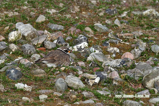 Sandregenpfeifer - Copyright Stefan Pfützke