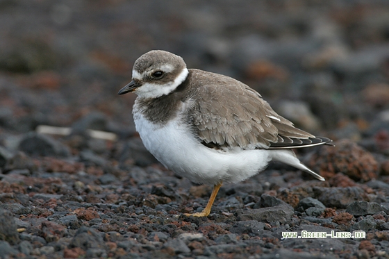 Sandregenpfeifer - Copyright Stefan Pfützke