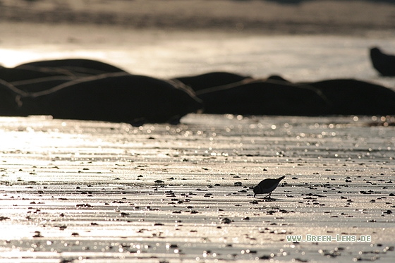 Sandregenpfeifer - Copyright Stefan Pfützke