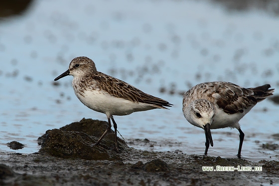 Sandstrandläufer - Copyright Stefan Pfützke