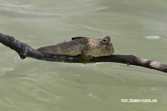 Asiatischer Schlammspringer - Copyright Stefan Pfützke