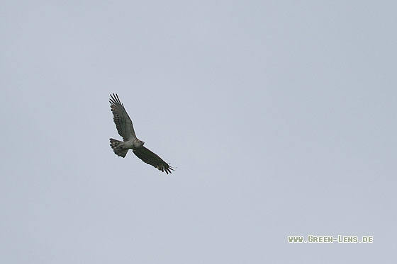 Schlangenadler - Copyright Stefan Pfützke