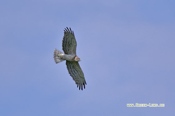 Schlangenadler - Copyright Stefan Pfützke