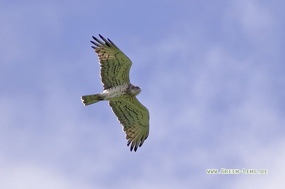 Schlangenadler - Copyright Stefan Pfützke