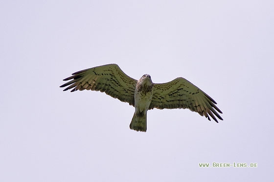 Schlangenadler - Copyright Stefan Pfützke