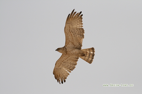 Schlangenadler - Copyright Stefan Pfützke