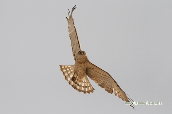 Schlangenadler - Copyright Stefan Pfützke