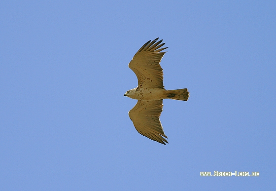 Schlangenadler - Copyright Stefan Pfützke