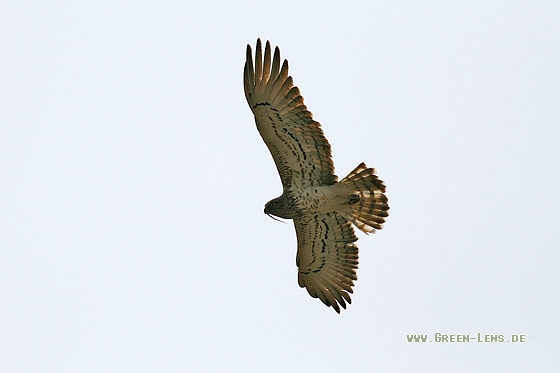 Schlangenadler - Copyright Stefan Pfützke