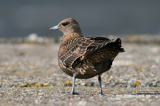 Schmarotzerraubmöwe - Copyright Stefan Pfützke