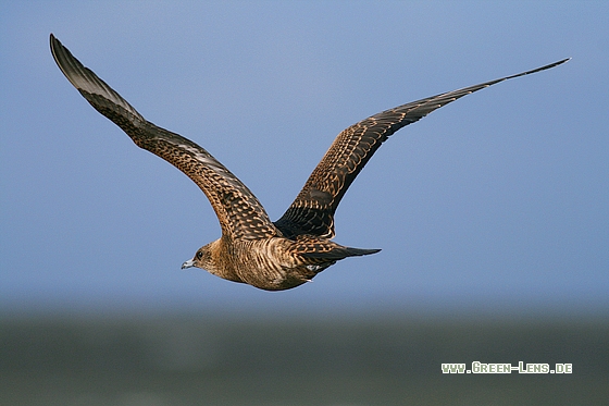 Schmarotzerraubmöwe - Copyright Stefan Pfützke