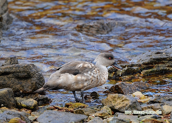 Schopfente - Copyright Christian Gelpke