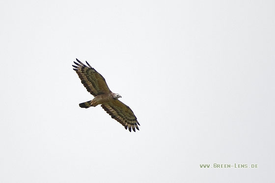 Schopfwespenbussard - Copyright Stefan Pfützke