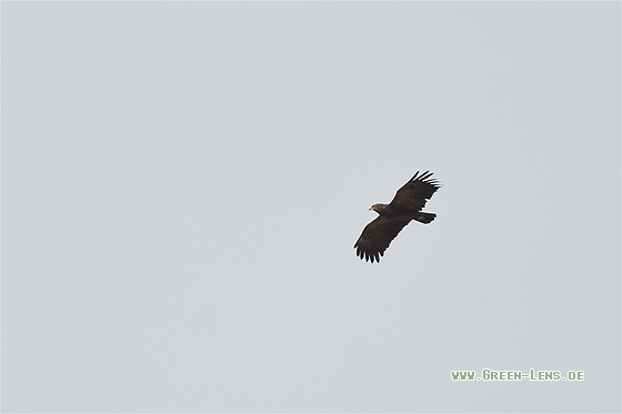 Schreiadler - Copyright Stefan Pfützke