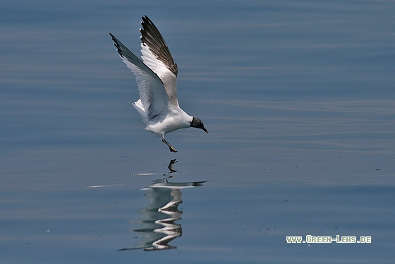 Schwalbenmöwe - Copyright Stefan Pfützke