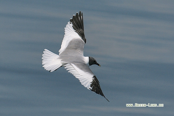 Schwalbenmöwe - Copyright Stefan Pfützke