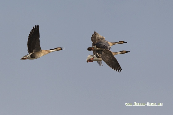 Schwanengans - Copyright Mathias Putze