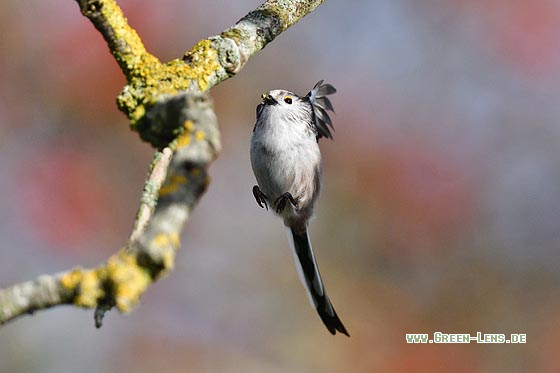 Schwanzmeise - Copyright 