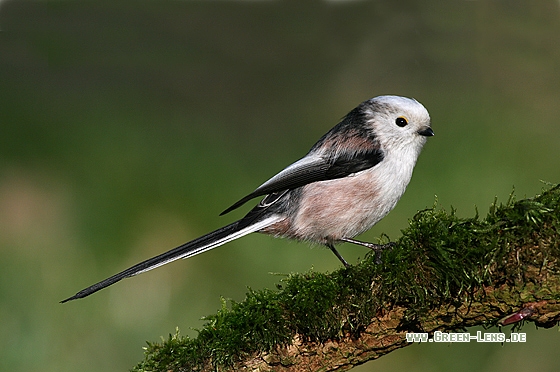 Schwanzmeise - Copyright Stefan Pfützke