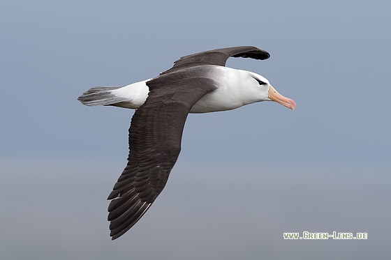 Schwarzbrauenalbatros - Copyright Stefan Pfützke