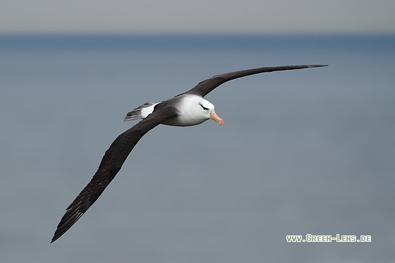 Schwarzbrauenalbatros - Copyright Stefan Pfützke