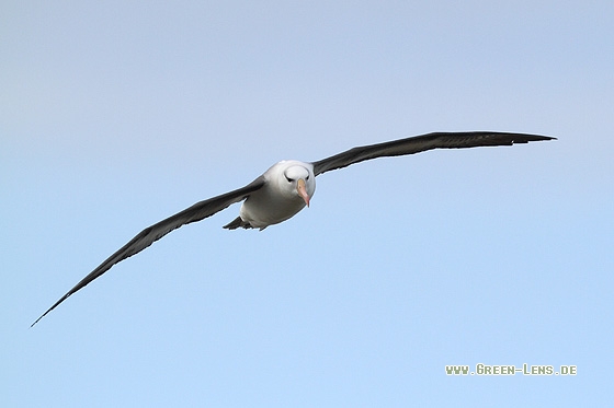 Schwarzbrauenalbatros - Copyright Stefan Pfützke