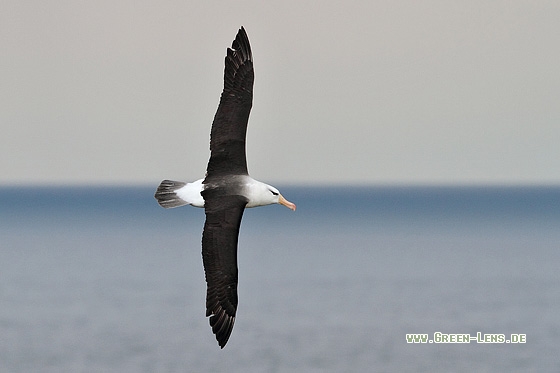 Schwarzbrauenalbatros - Copyright Stefan Pfützke