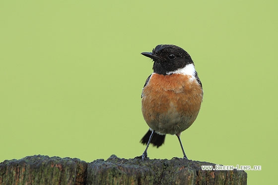 Schwarzkehlchen - Copyright Stefan Pfützke