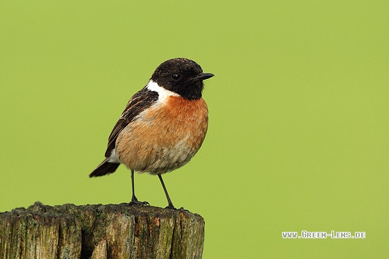 Schwarzkehlchen - Copyright Stefan Pfützke