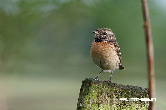 Schwarzkehlchen - Copyright Stefan Pfützke