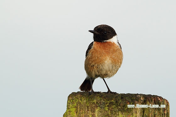 Schwarzkehlchen - Copyright Stefan Pfützke