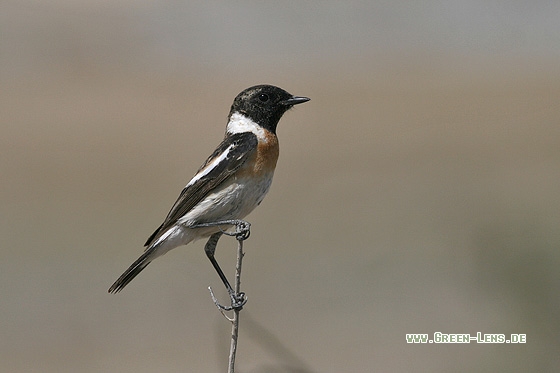 Schwarzkehlchen - Copyright Stefan Pfützke