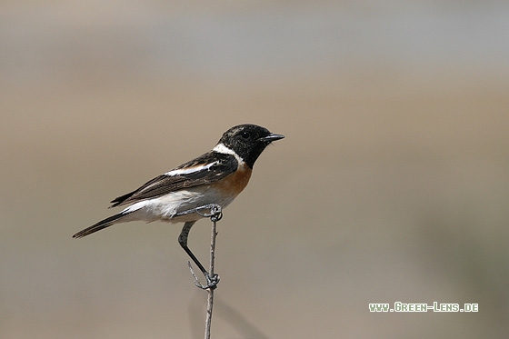 Schwarzkehlchen - Copyright Stefan Pfützke