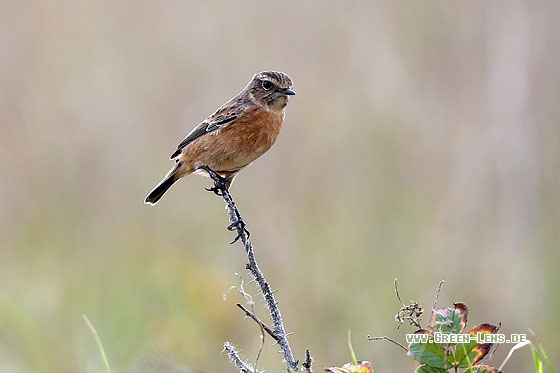 Schwarzkehlchen - Copyright Stefan Pfützke