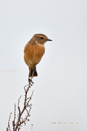 Schwarzkehlchen - Copyright Stefan Pfützke