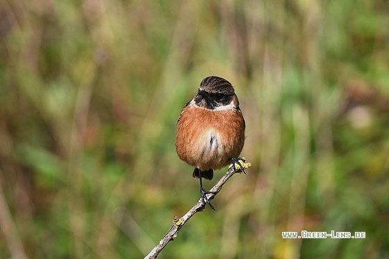 Schwarzkehlchen - Copyright Stefan Pfützke