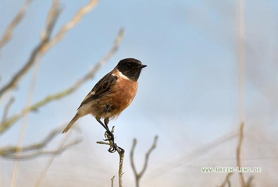 Schwarzkehlchen - Copyright Stefan Pfützke