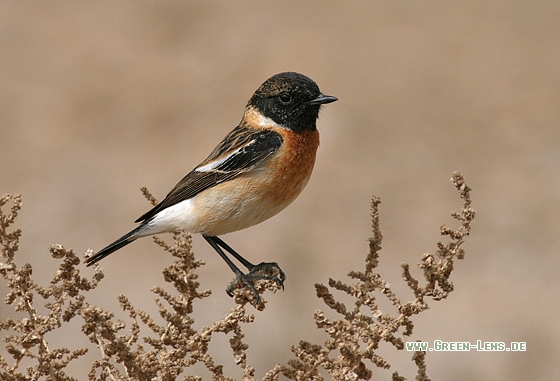 Schwarzkehlchen - Copyright Stefan Pfützke