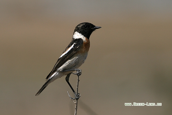 Schwarzkehlchen - Copyright Stefan Pfützke