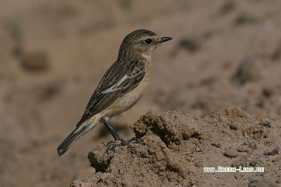 Schwarzkehlchen - Copyright Stefan Pfützke