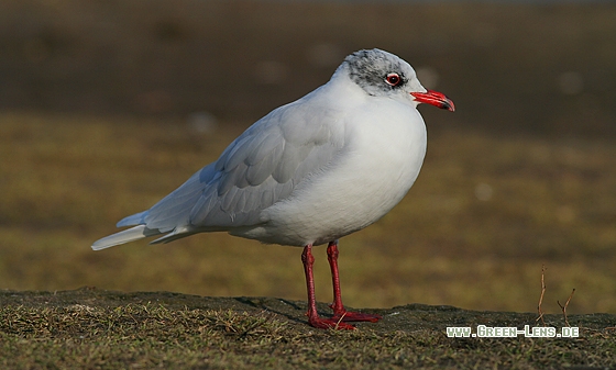 Schwarzkopfmöwe - Copyright Stefan Pfützke