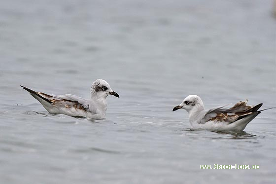 Schwarzkopfmöwe - Copyright 