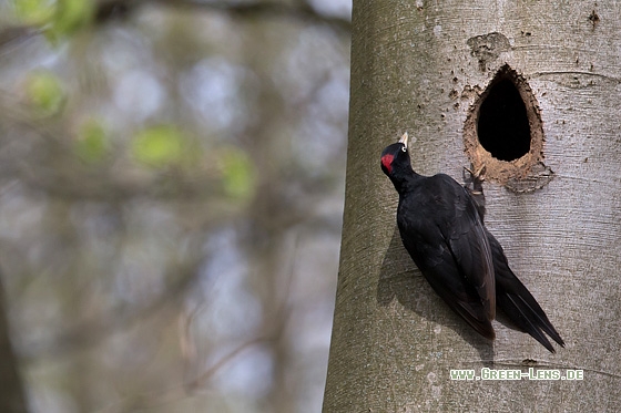 Schwarzspecht - Copyright Mathias Putze