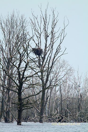 Seeadler - Copyright Stefan Pfützke