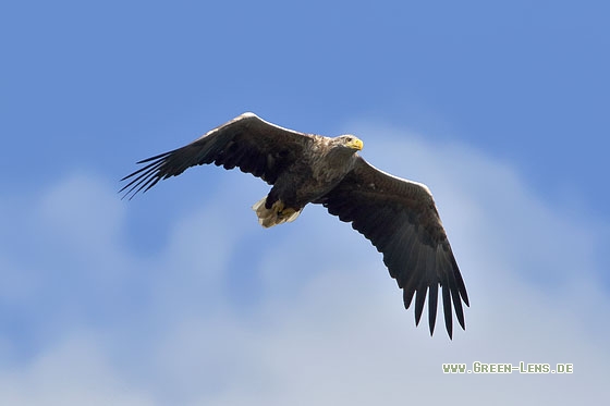 Seeadler - Copyright Stefan Pfützke