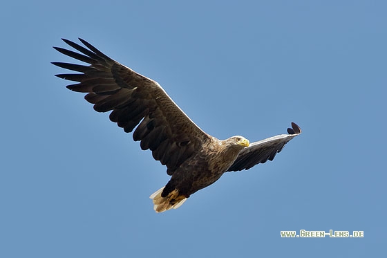Seeadler - Copyright Stefan Pfützke